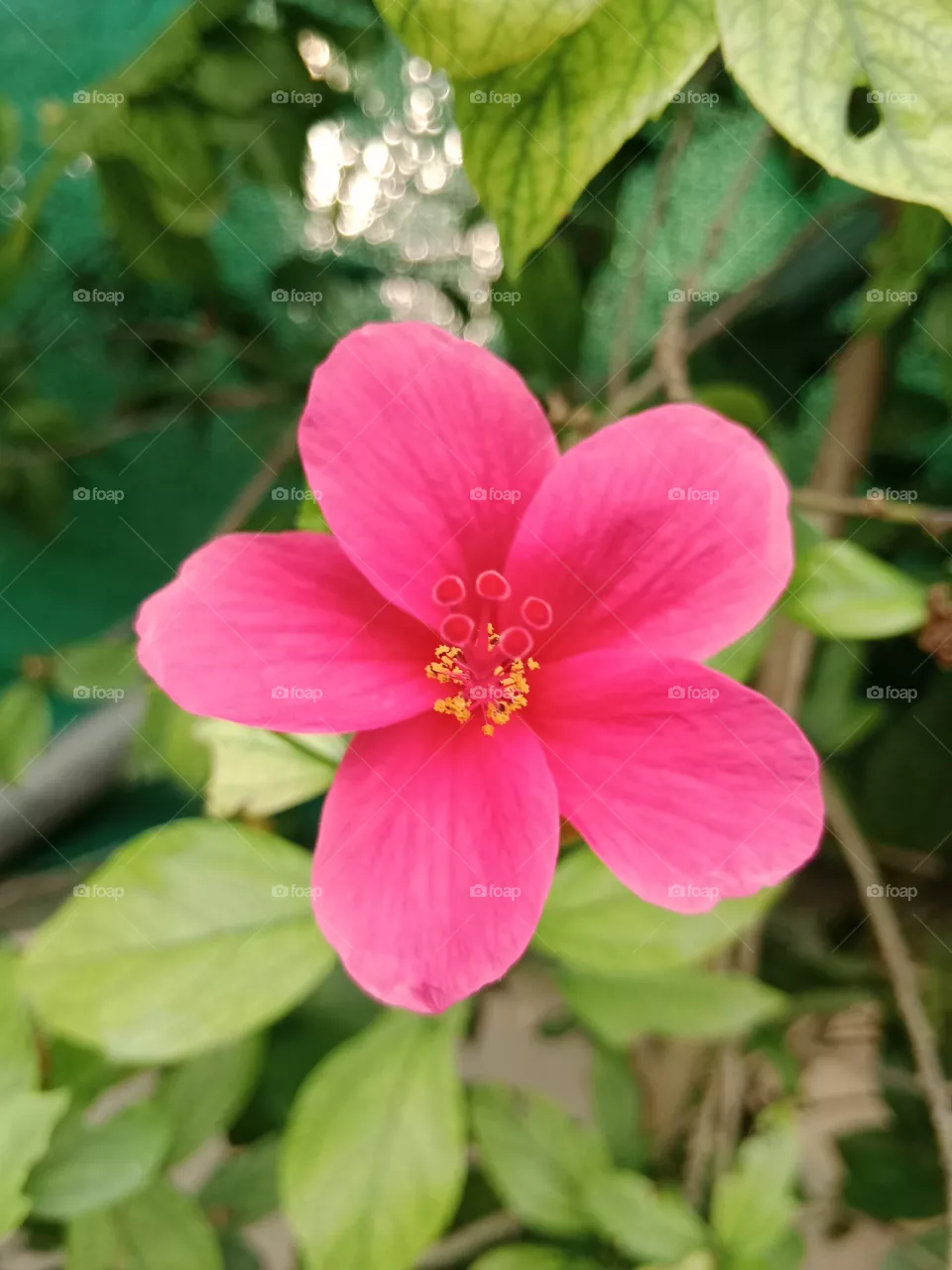 bulle