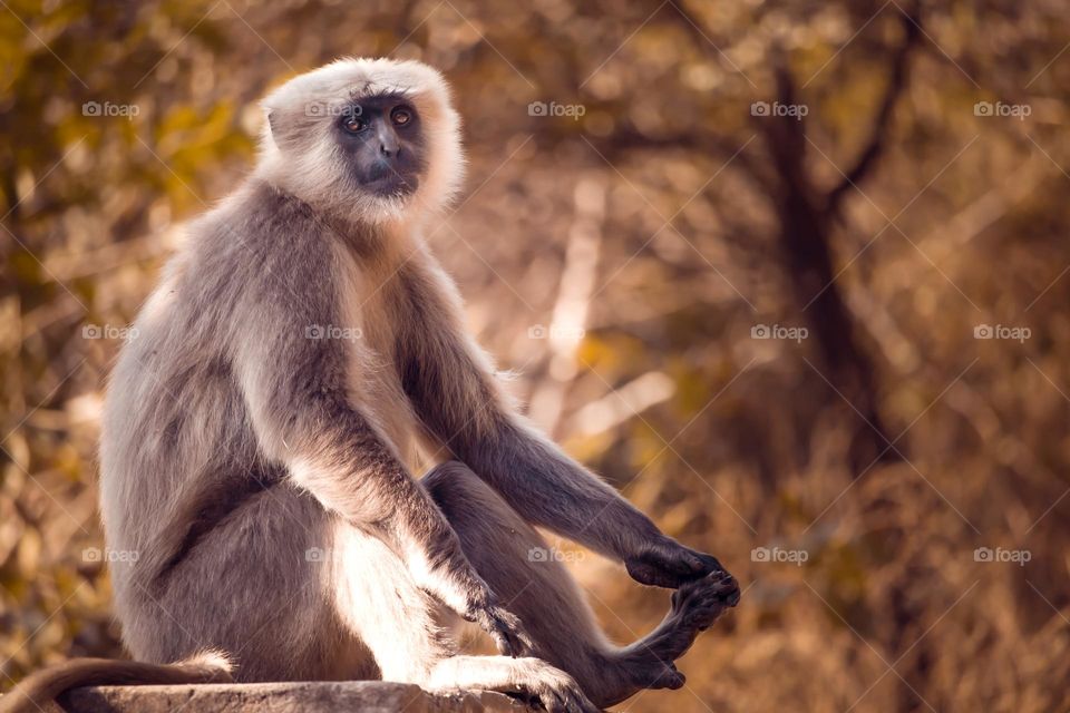 monkey sit with sadness