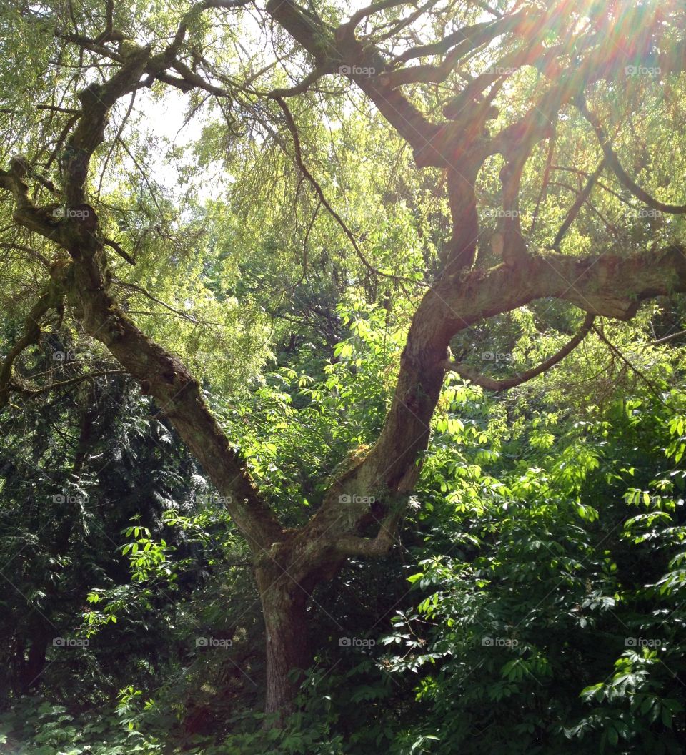 Forked tree. Forked tree 