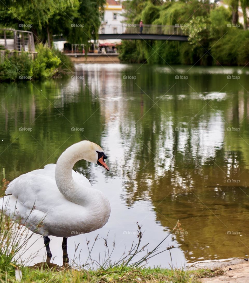 White Swan on a riverbank in Portugal 