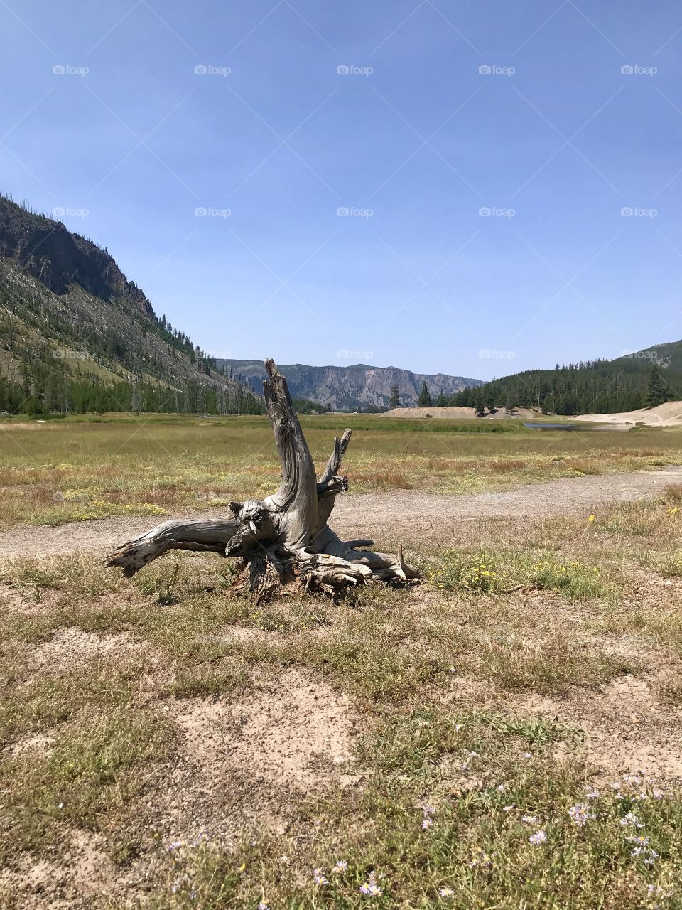 Petrified stump on a gorgeous sunny day in a beautiful valley. Yellowstone National Park, USA