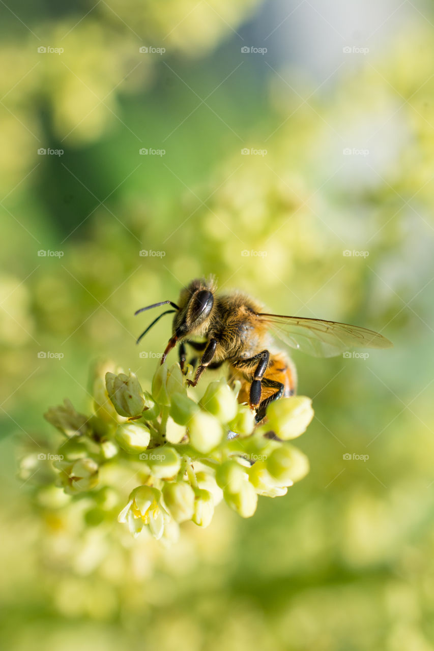 Honey Bee Collecting Pollen From a Flower Macro 2