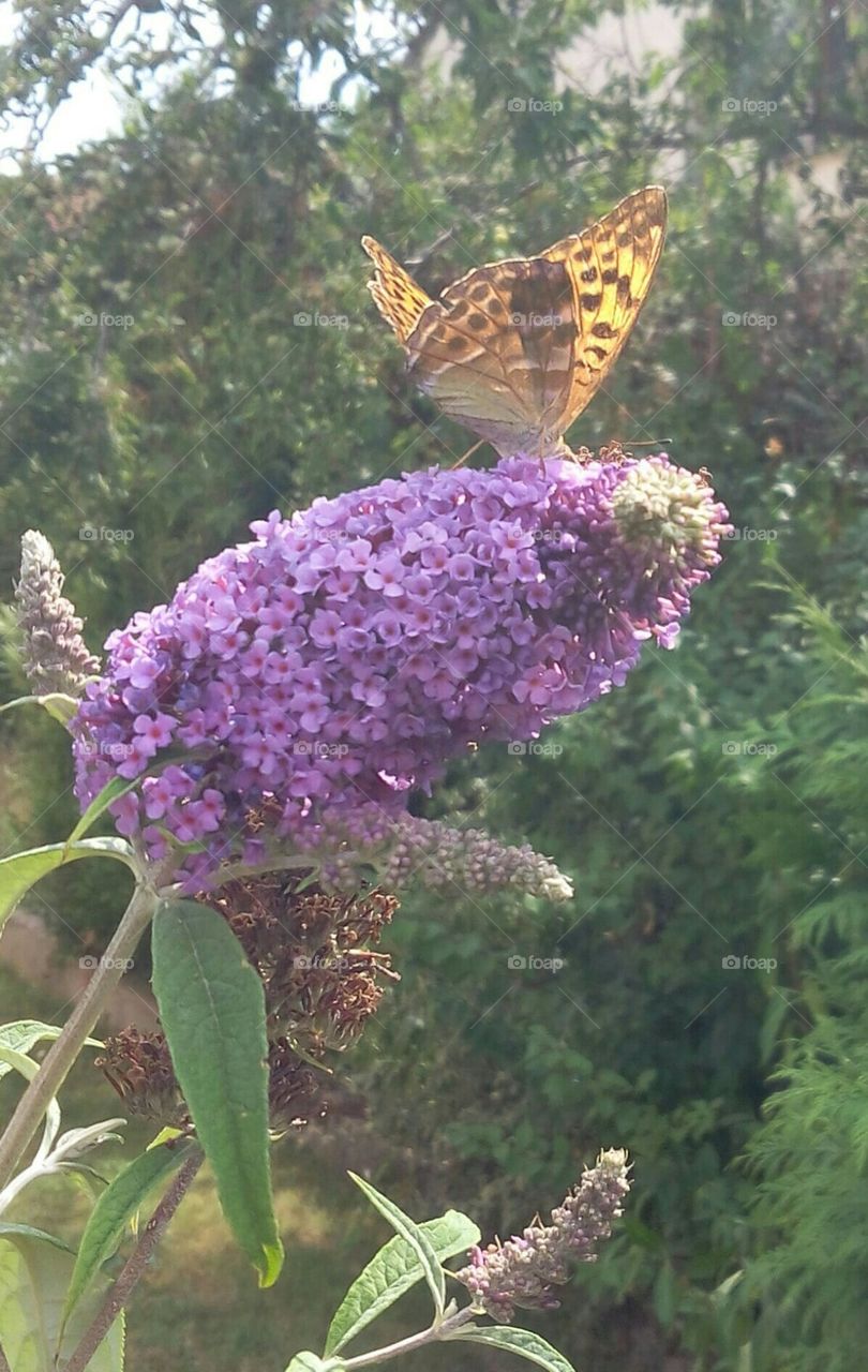 Butterfly on buddleia flowers
