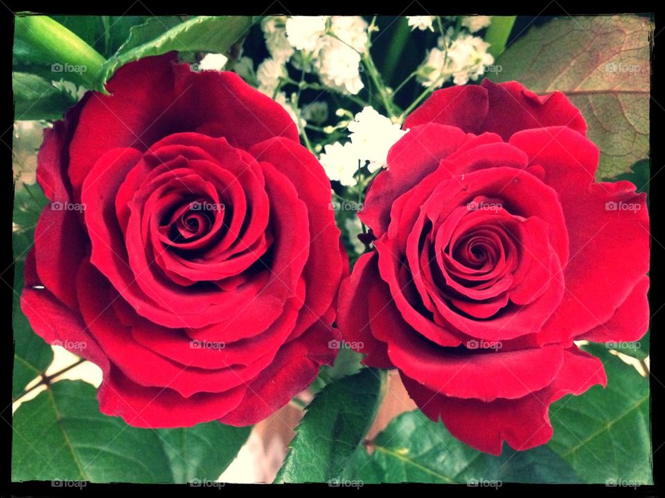 Dual roses