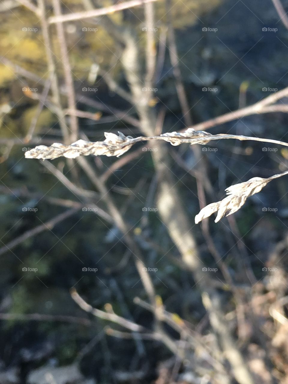 Nature, Winter, Outdoors, Frost, Snow