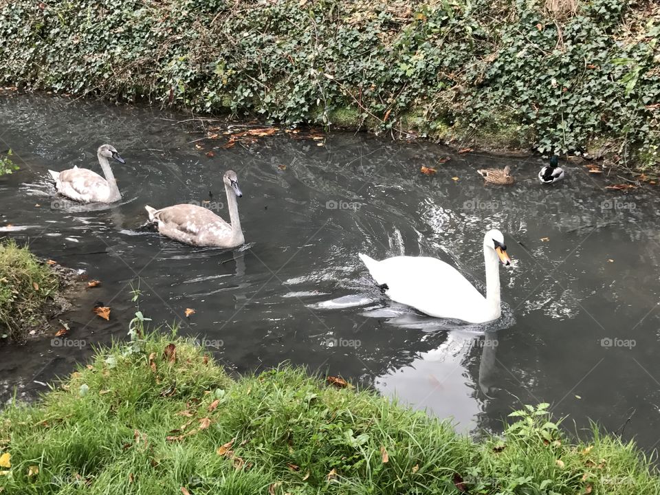 Swan and cygnets, England, October 2016