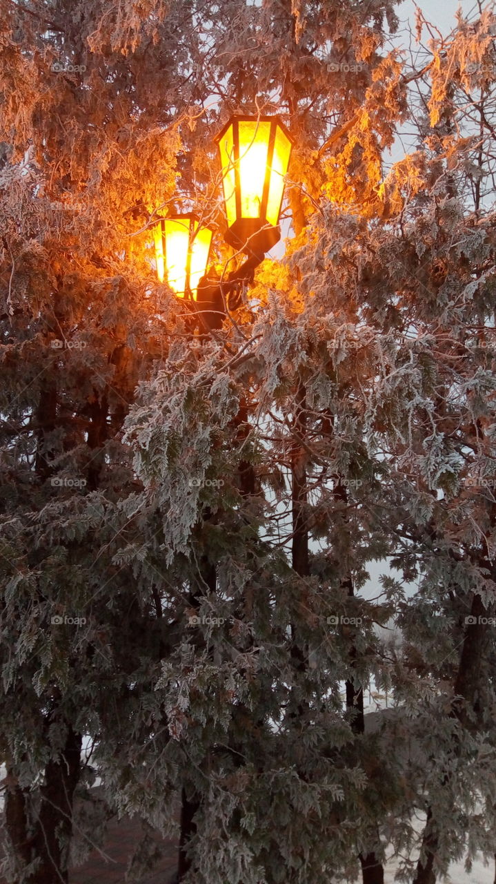 Street. Lantern. Tree