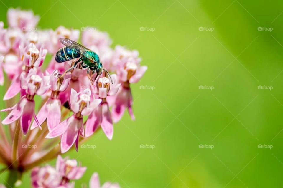 Green bee on native milkweed wildflower