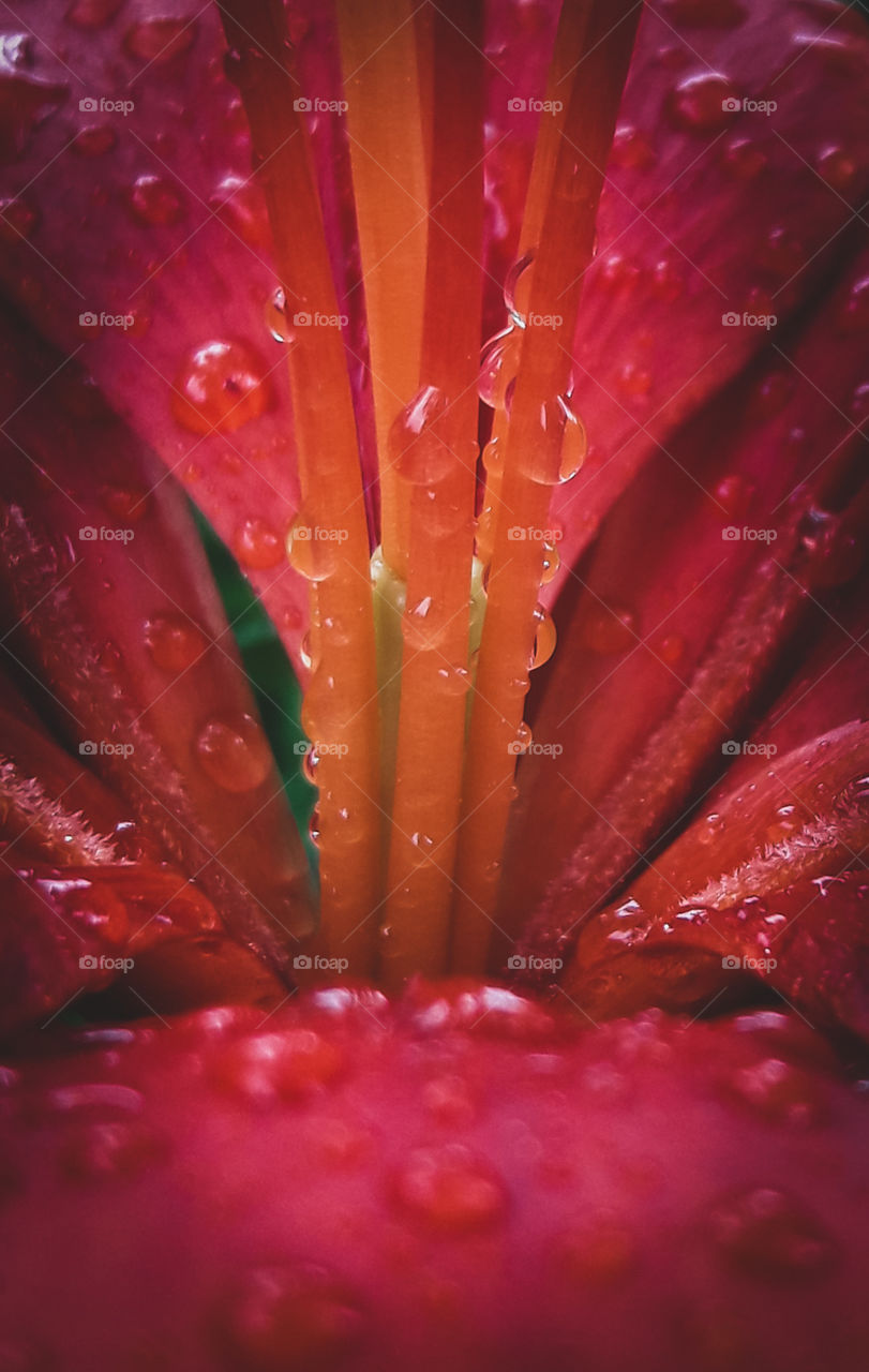 Rain drops on flower petals