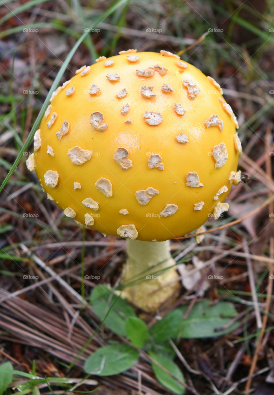 Yellow Fly Agaric mushroom