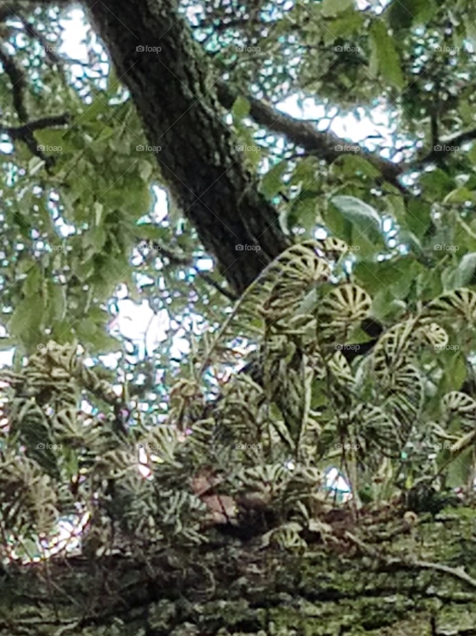 tree plants