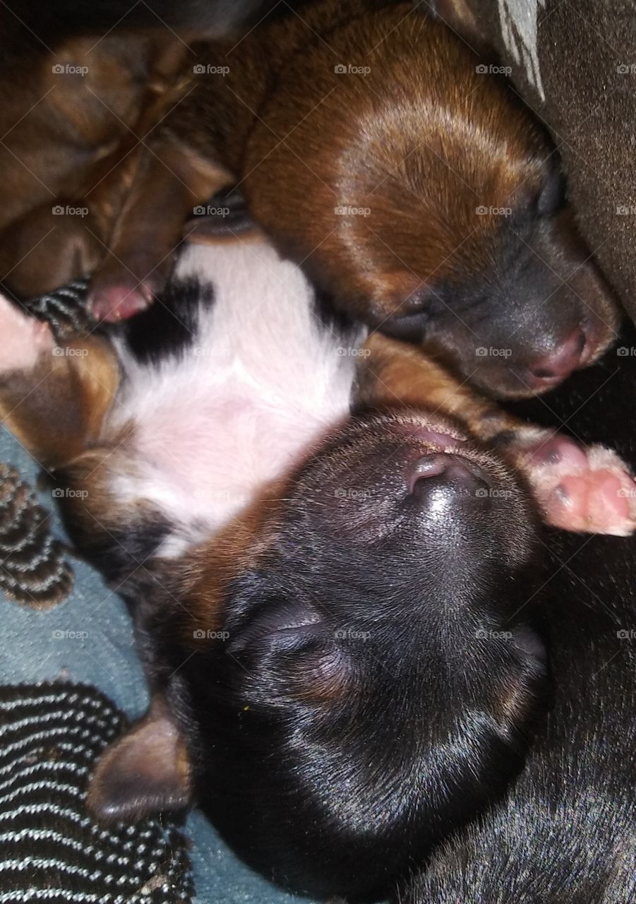 newborn puppies