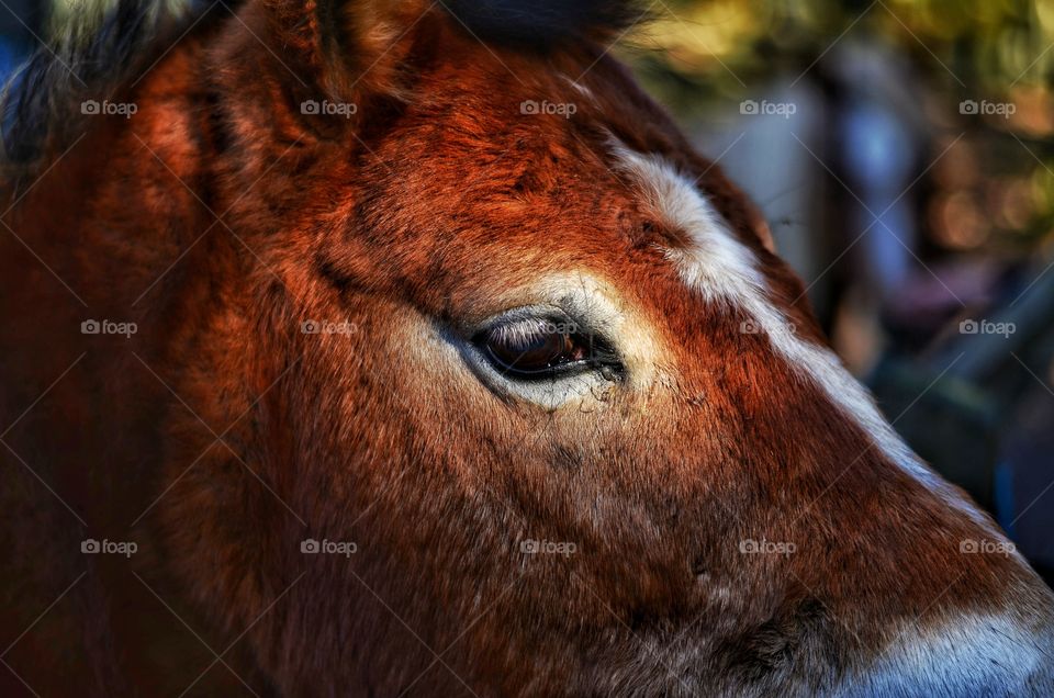 Close up of horse head