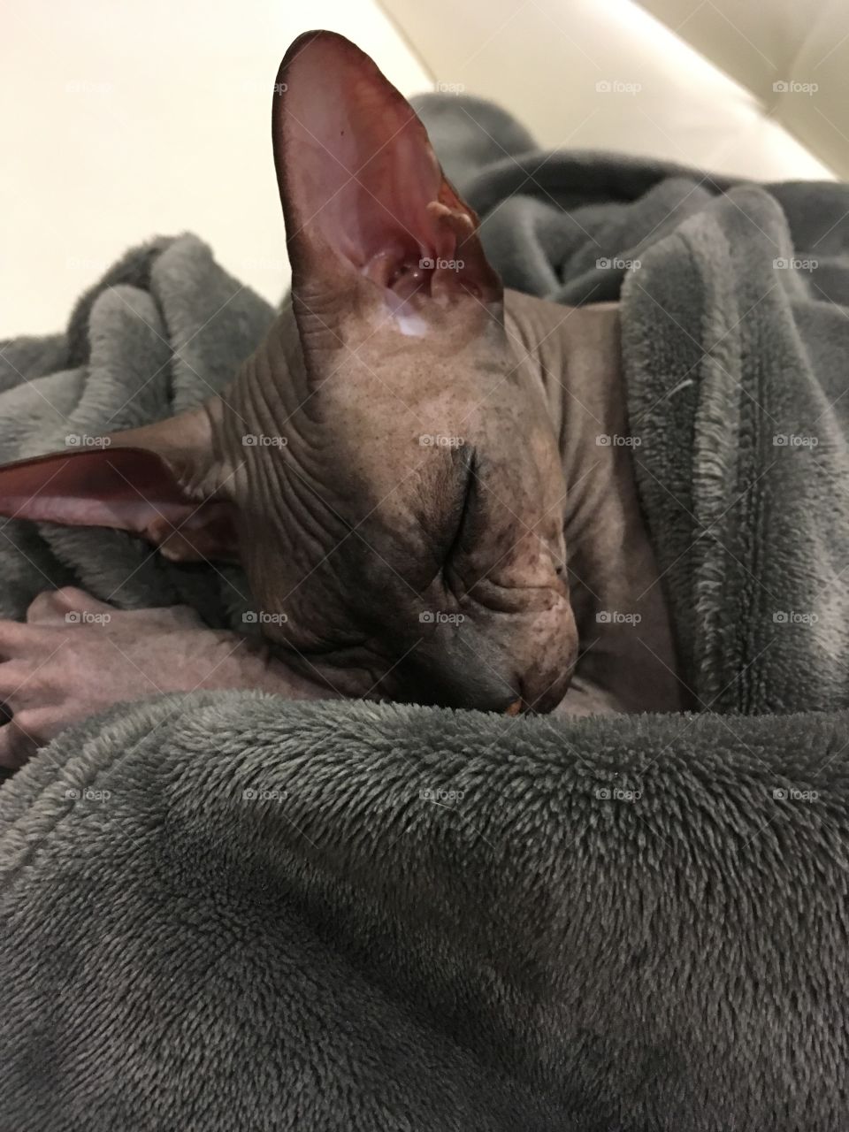 Spynx cat sleep Under the blanket 