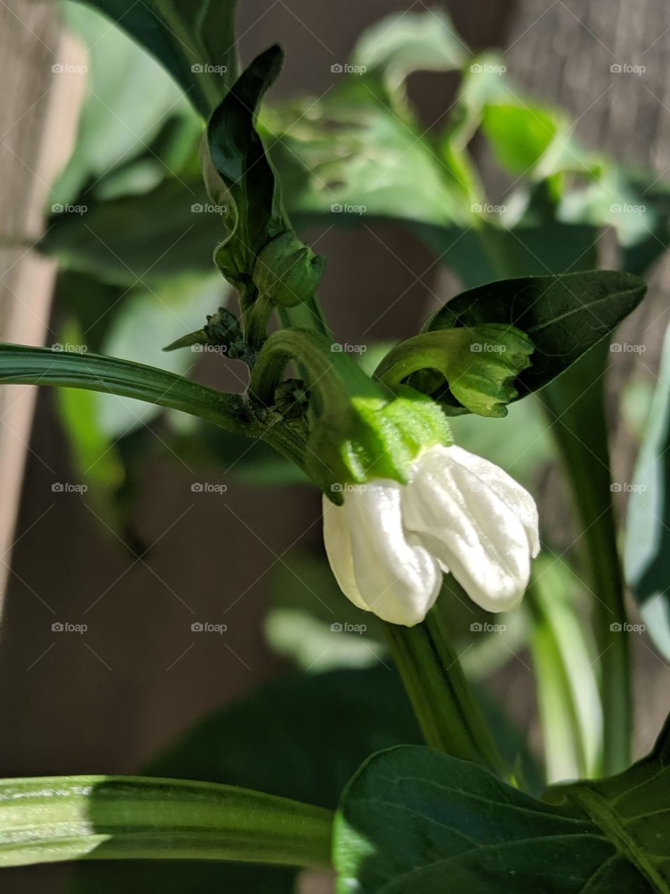 green pepper flowers