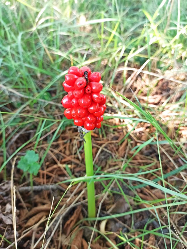 red plant