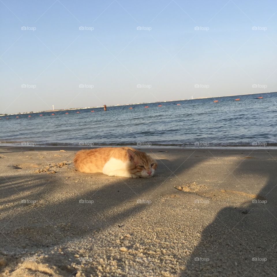 Cat sleeping at the beach