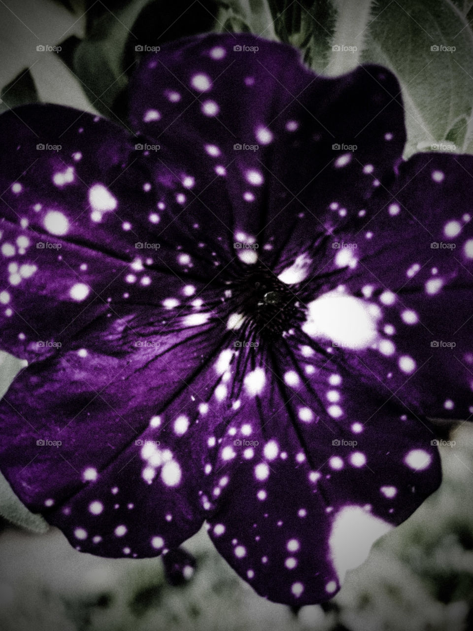 Night Sky Petunia Purple Spotted Flower