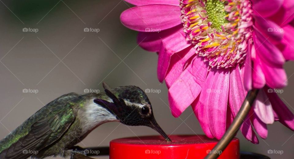 Hummingbird at Feeder
