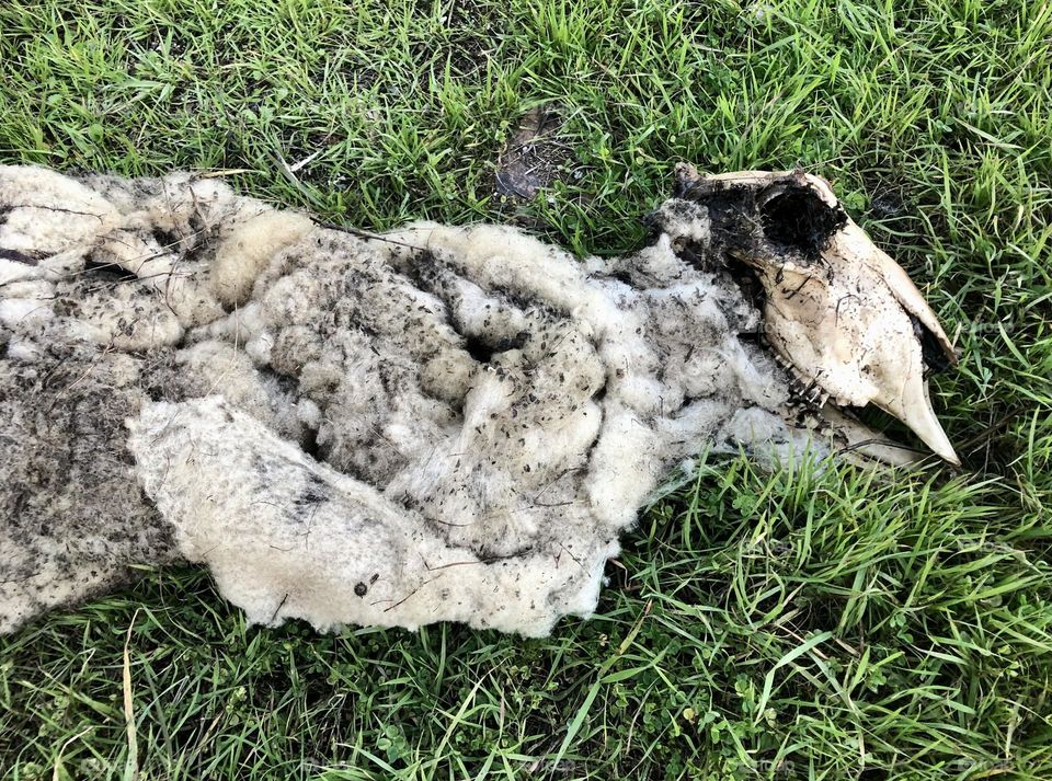 Sheep carcass dumped on a roadside