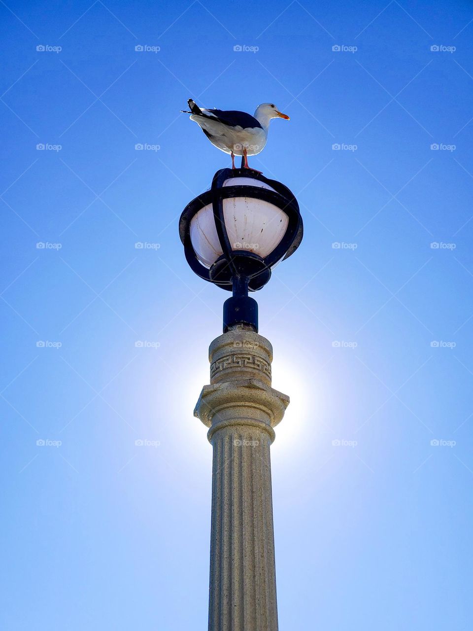 The sun blazes behind a lamppost with a seagull atop