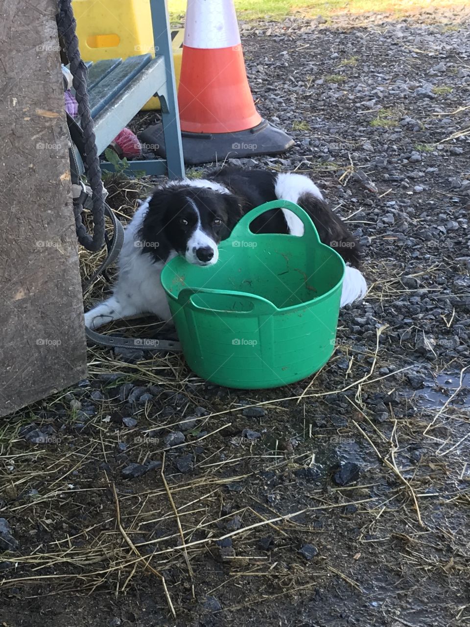 Working collie 