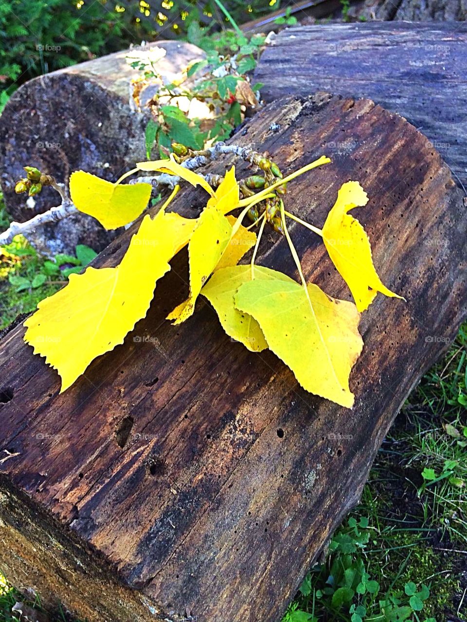 Yellow leaves 
