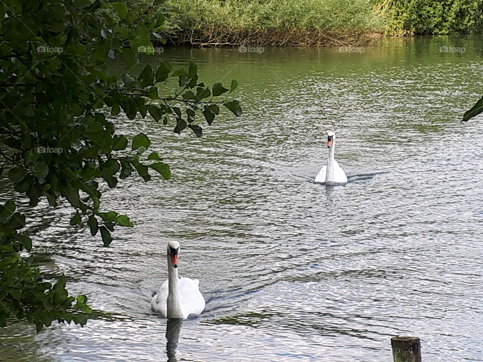 Swimming Swans