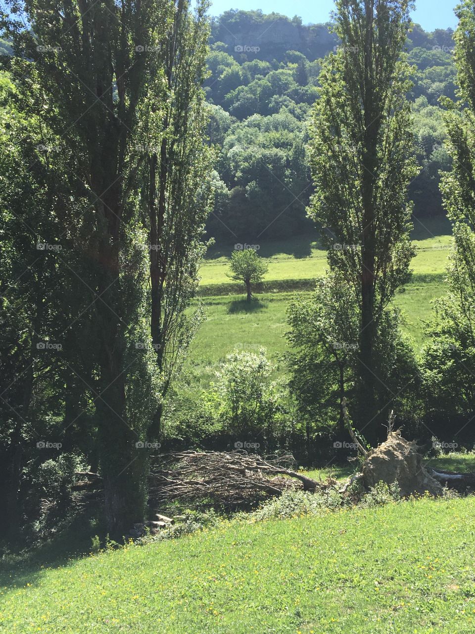 Perspective on trees