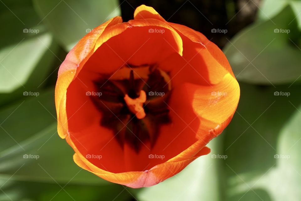 Day with the flowers 