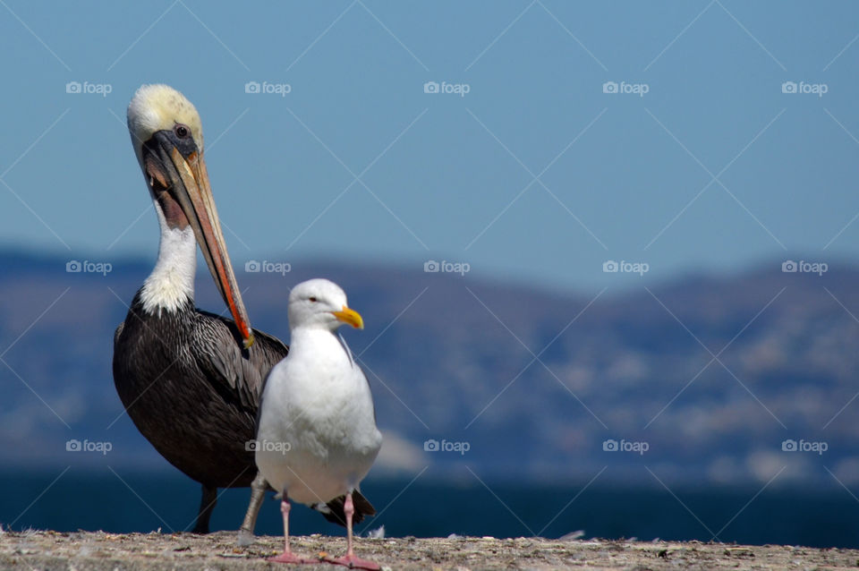 Close-up of pelican and seagull