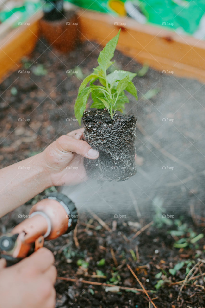 Man watering his plants