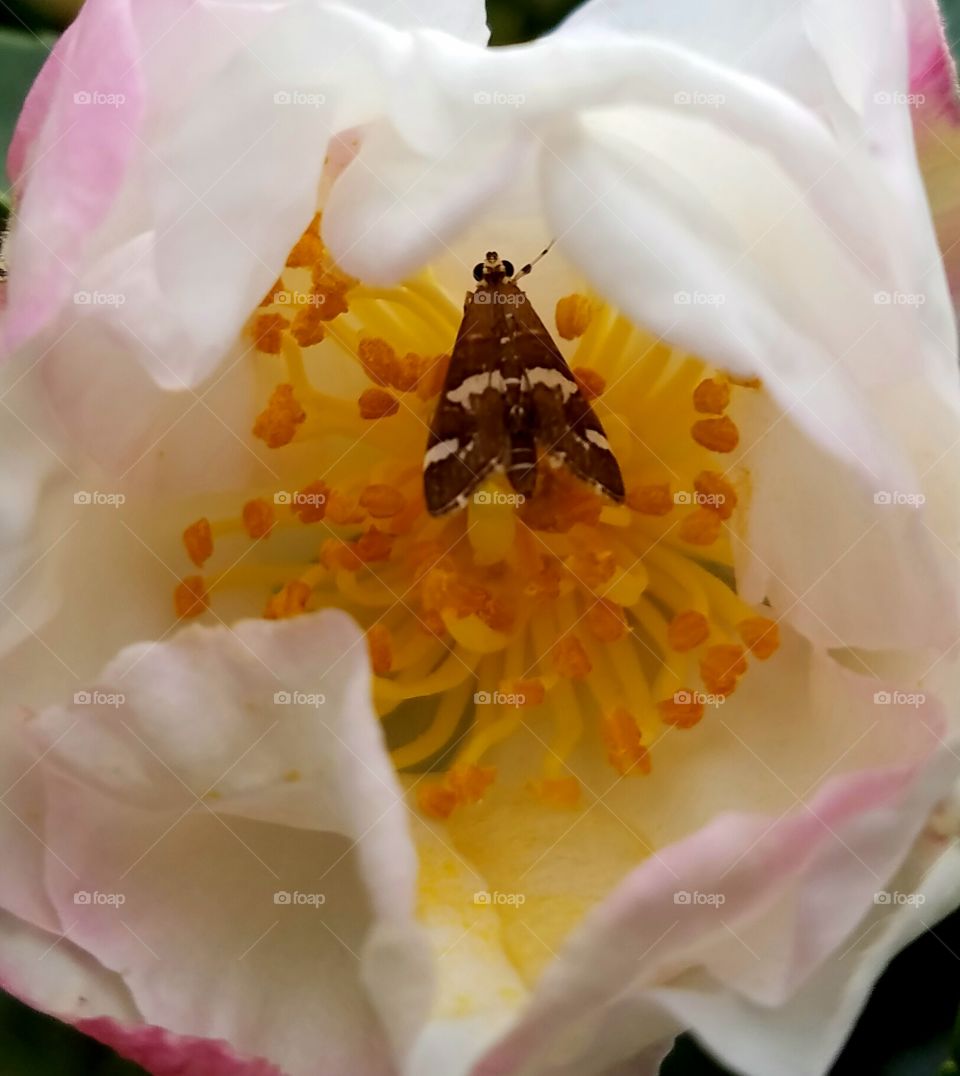 butterfly/mother inside flower