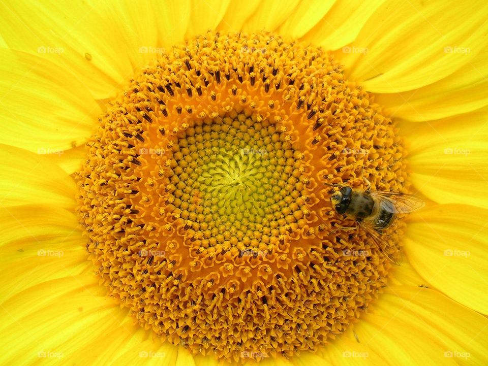 Solar Centre. Hoverfly getting edgy, not to burn its wings 