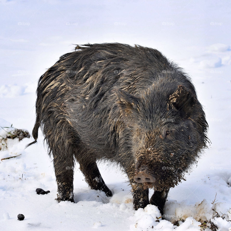 snow animal wild boar mammala by albertobaldelli