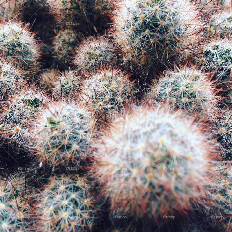 cactus