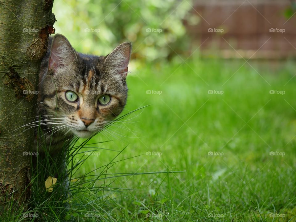 Tabby cat hiding behind tree