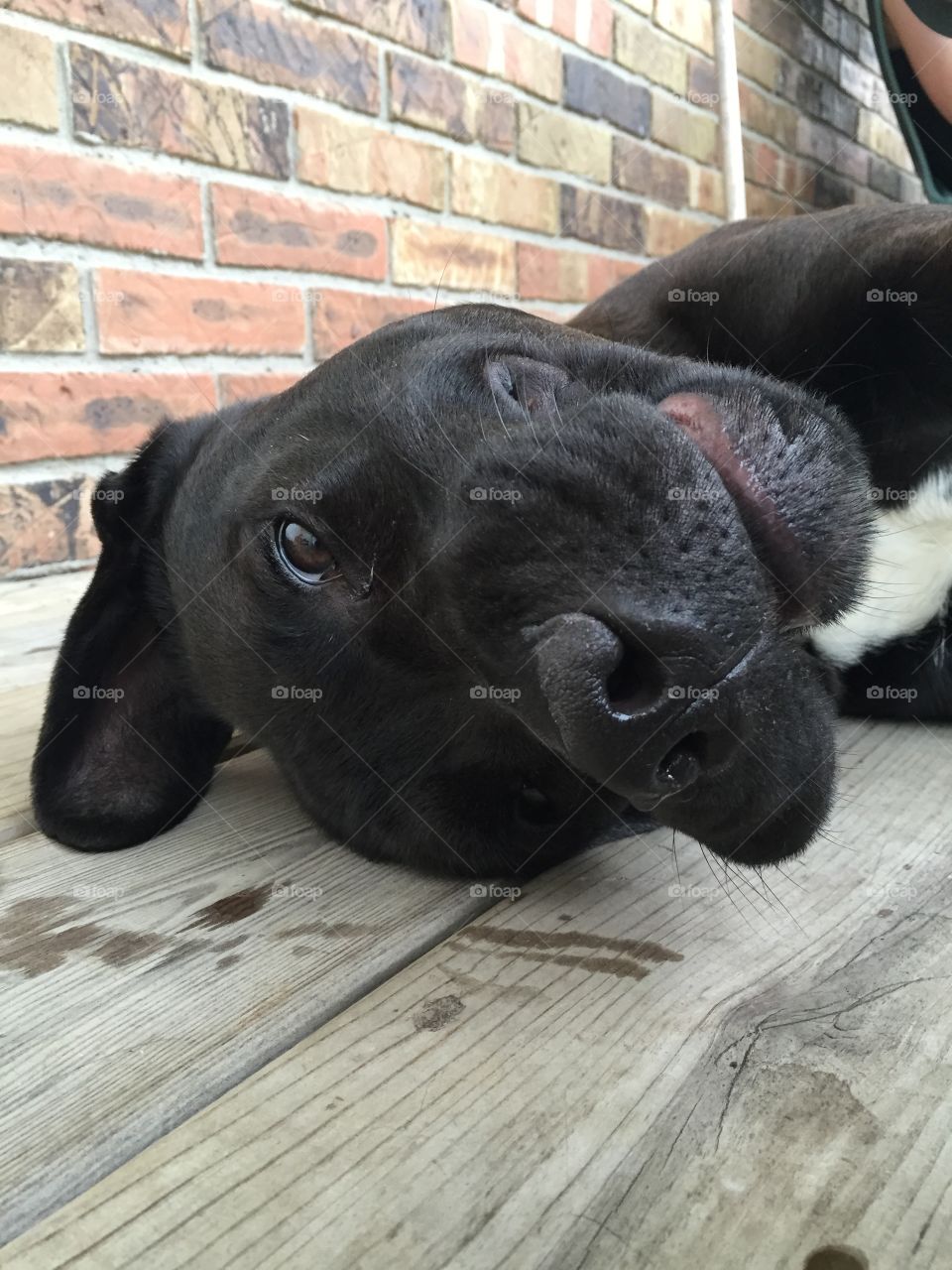 Goofy black dog. Black lab mix dog rolling on front porch