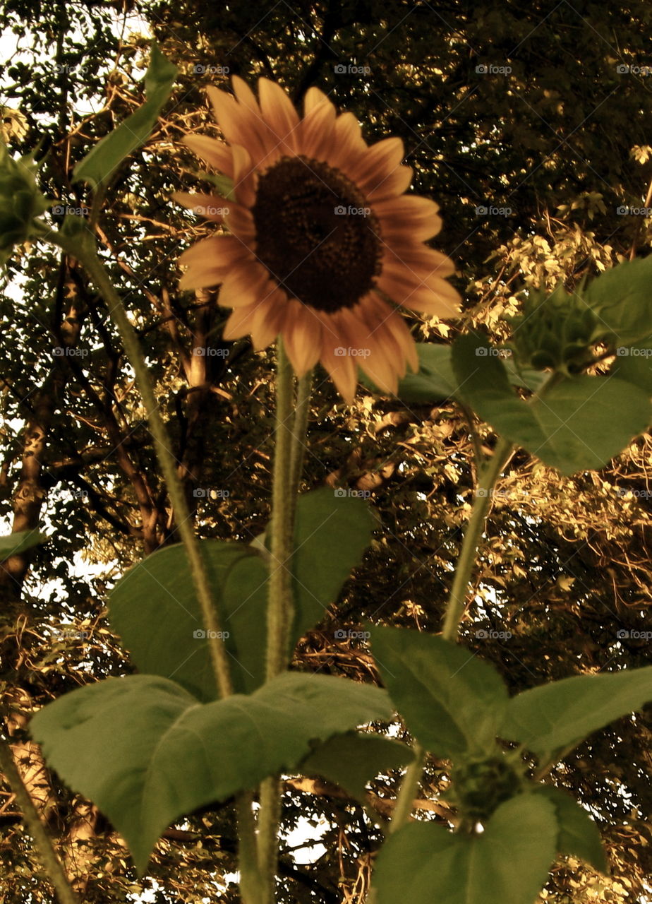 Antiqued Sunflower