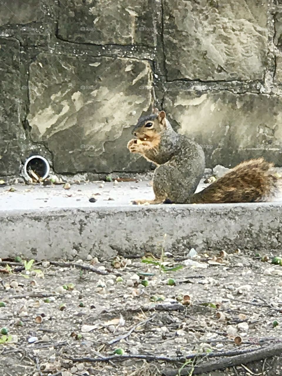 Squirrel 