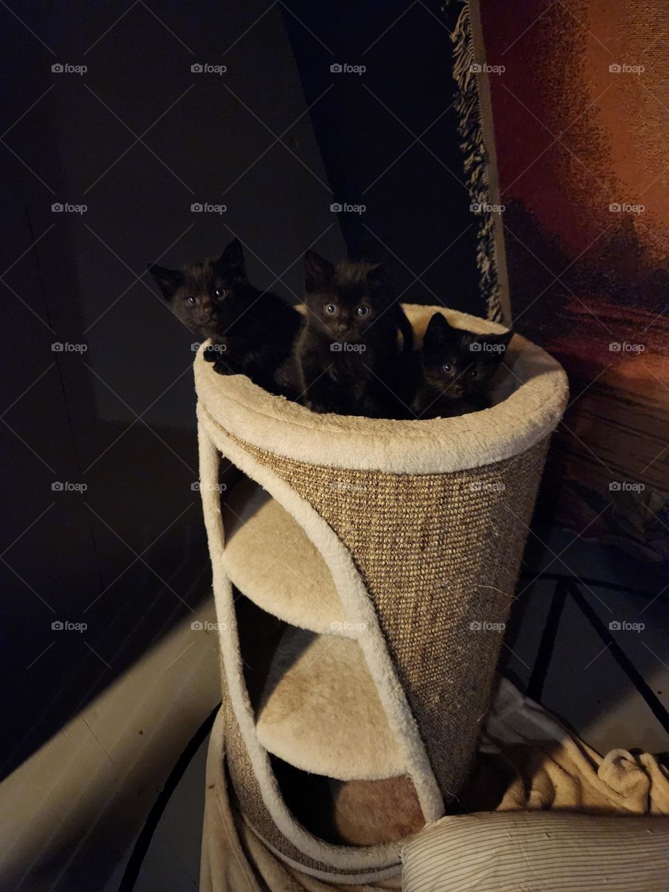 Black kittens