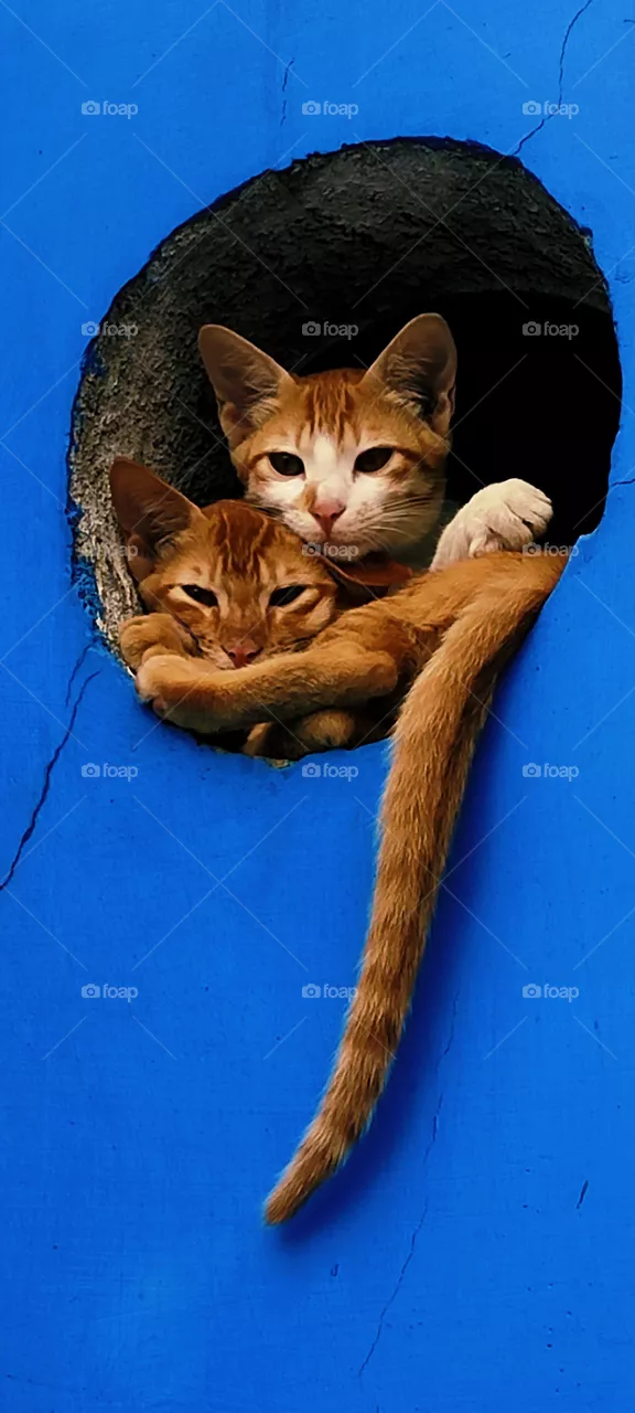 cat