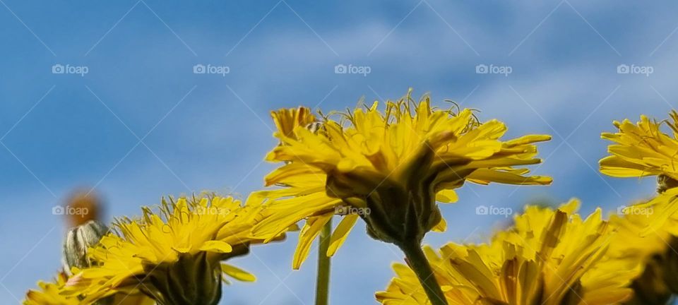 rough hawk's-beard underside looking up