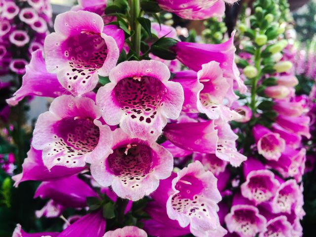 Purple flower growing on plant
