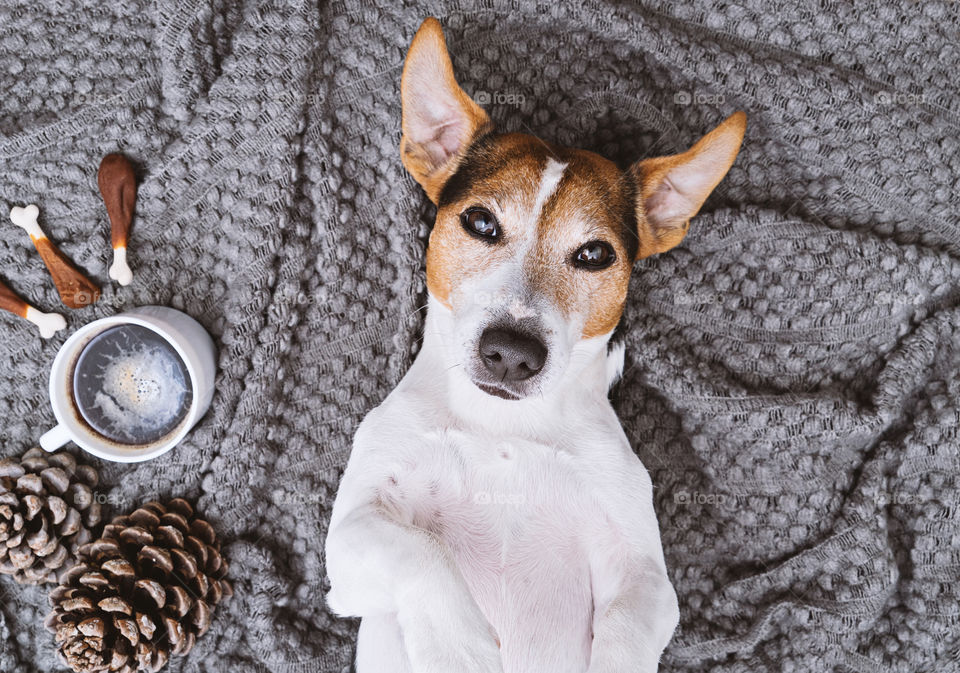 Selfie of adorable Jack Russell Terrier on cozy background
