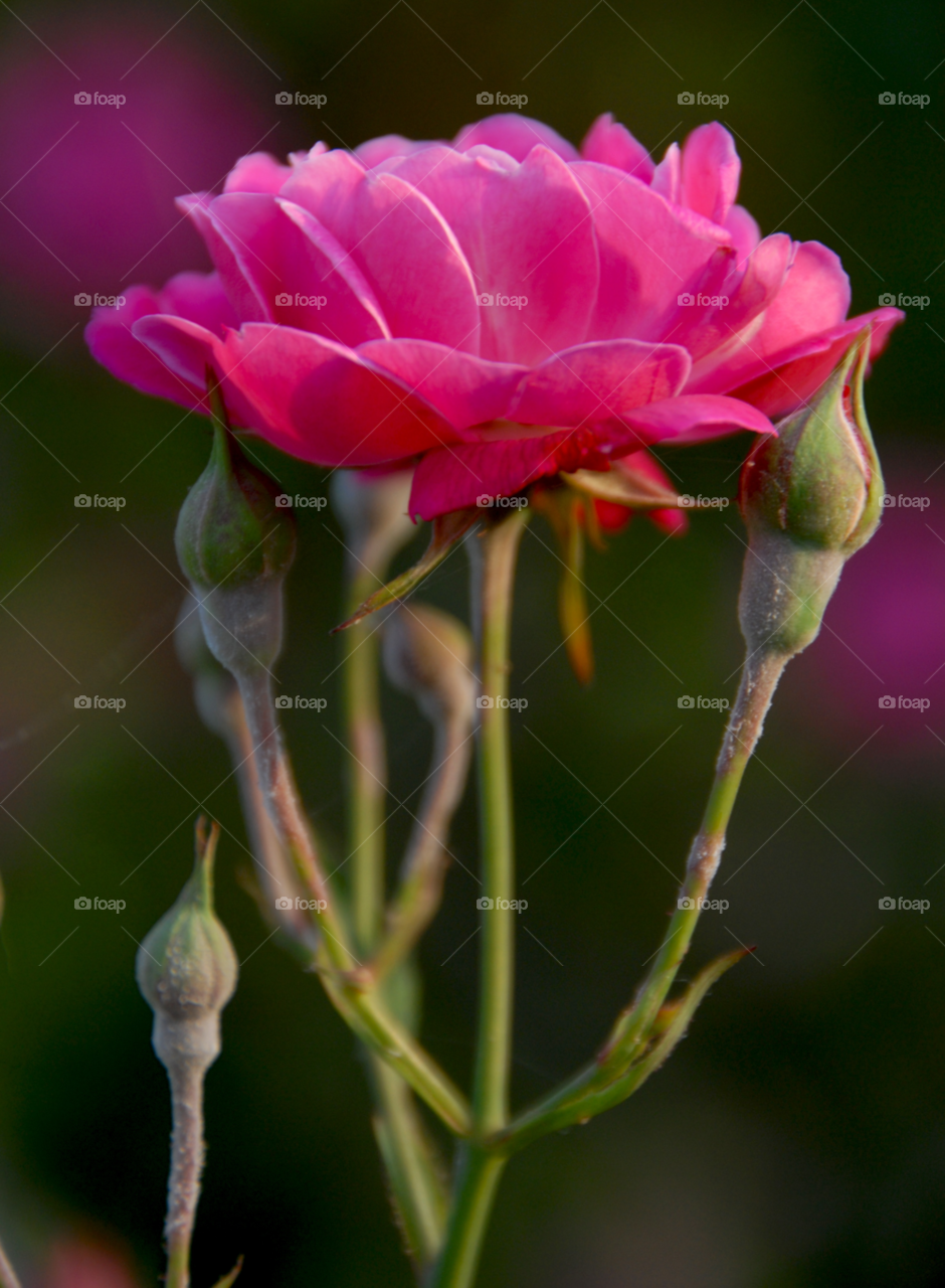 rose pink rose by lightanddrawing