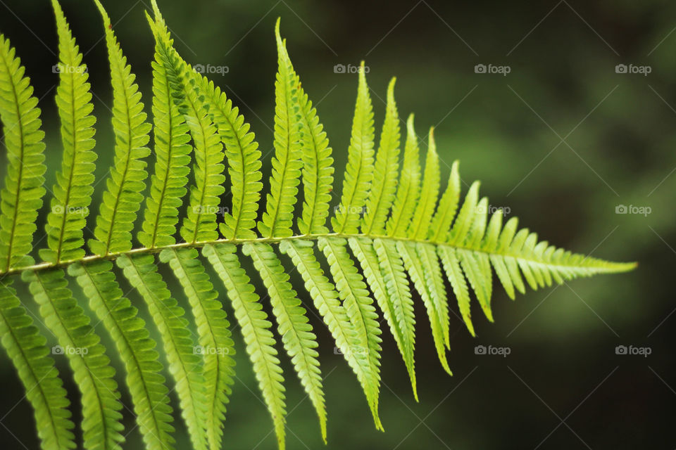 Green fern leaf outdoor