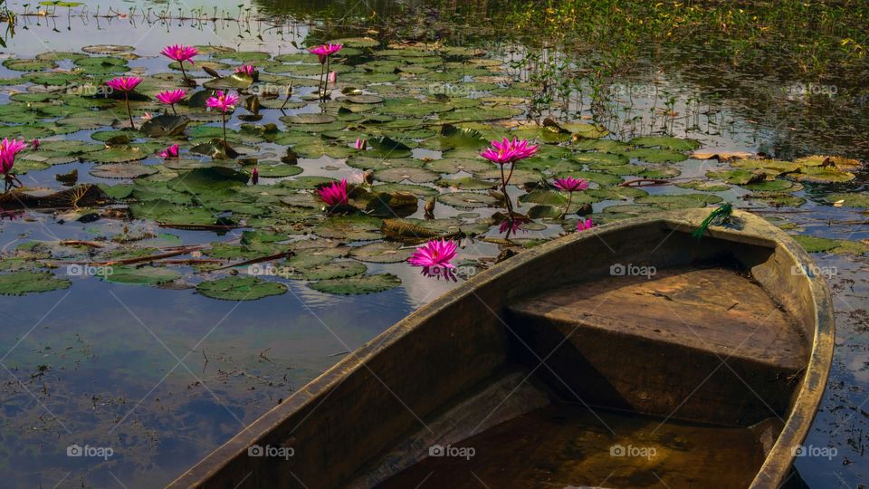 Wildlife of Waterlily