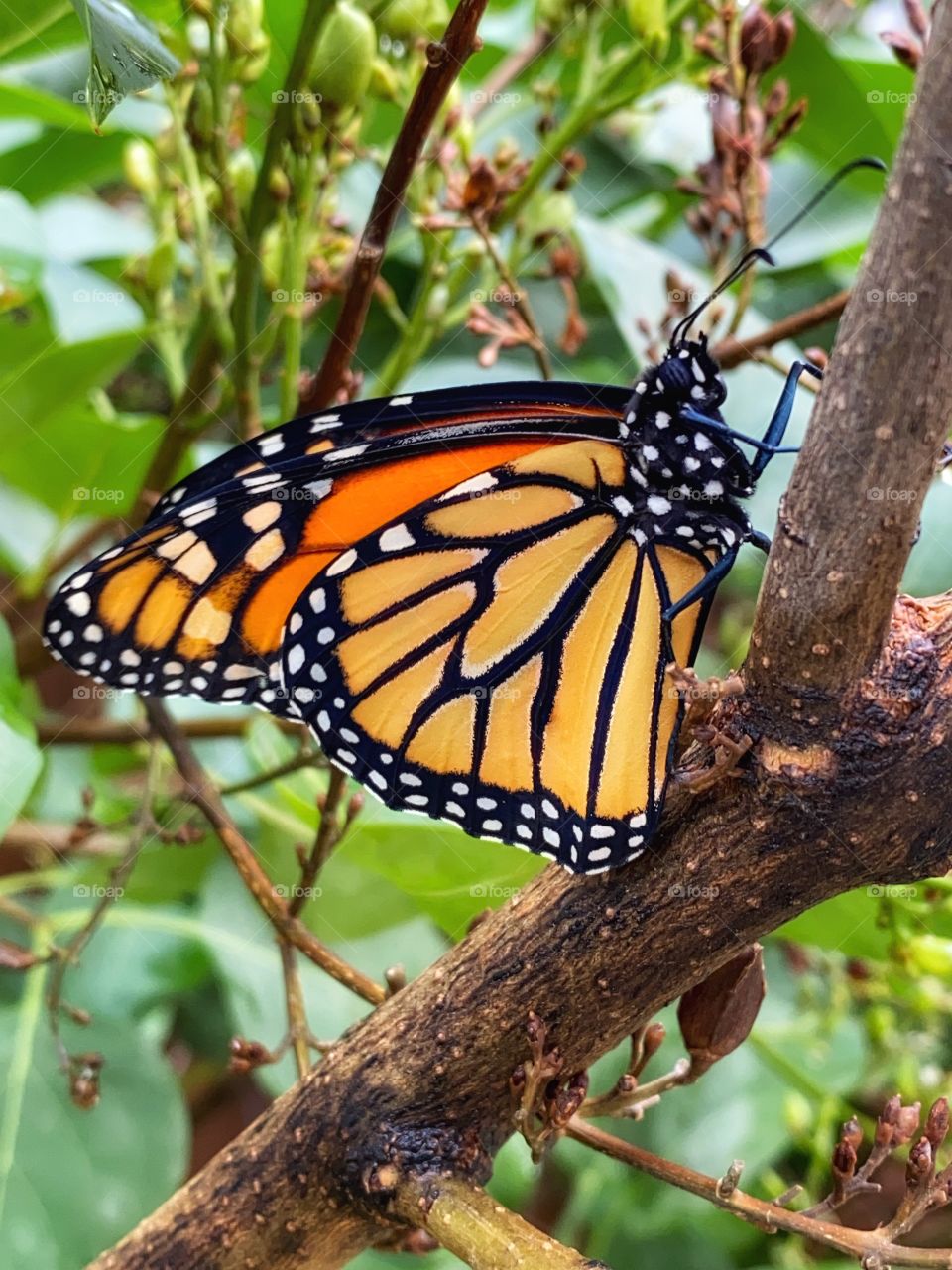 Monarch butterfly 