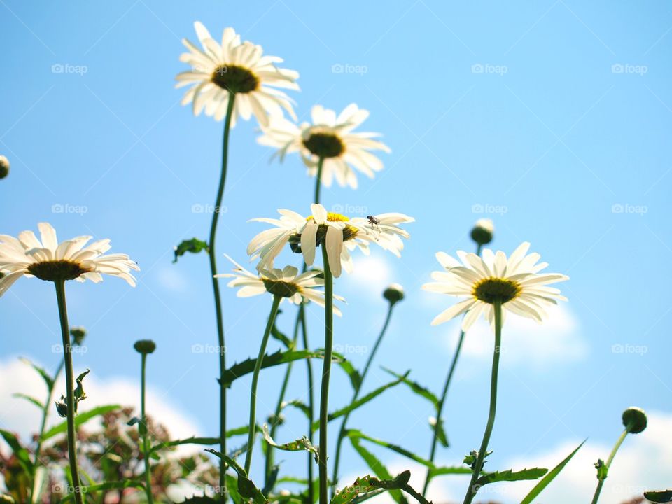 Daisies 